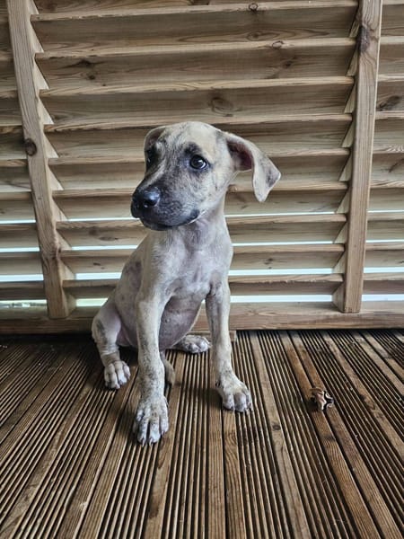 Fenzo, Mâle, X Berger, né le 24/04/2026 🐶