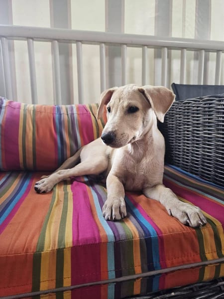 Bao, Mâle, X Berger, né le 24/04/2026 🐶