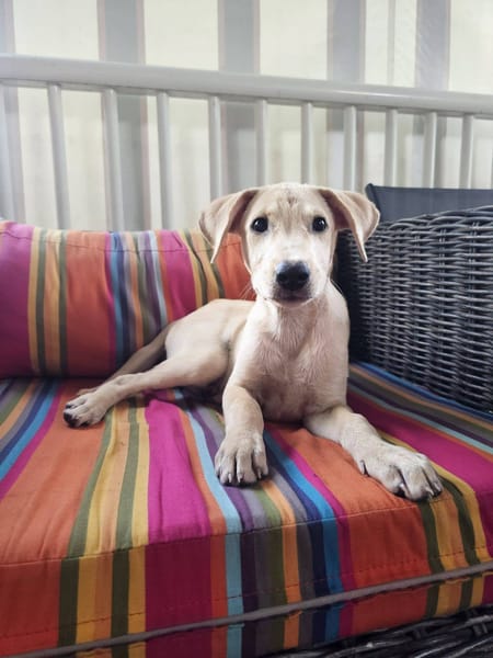 Bao, Mâle, X Berger, né le 24/04/2026 🐶