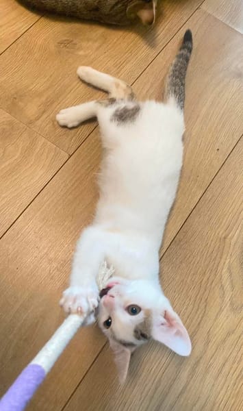 KUSMI À ADOPTER AVEC UN CHAT DÉJÀ CHEZ VOUS