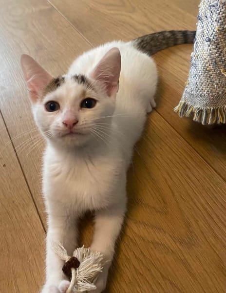 KUSMI À ADOPTER AVEC UN CHAT DÉJÀ CHEZ VOUS