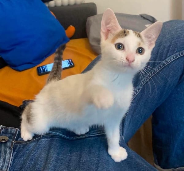 KUSMI À ADOPTER AVEC UN CHAT DÉJÀ CHEZ VOUS