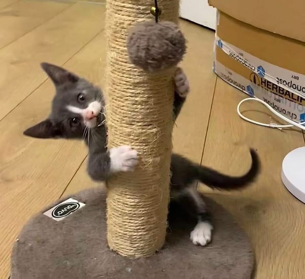 DUMBO À ADOPTER AVEC UN CHAT DÉJÀ PRÉSENT CHEZ VOUS