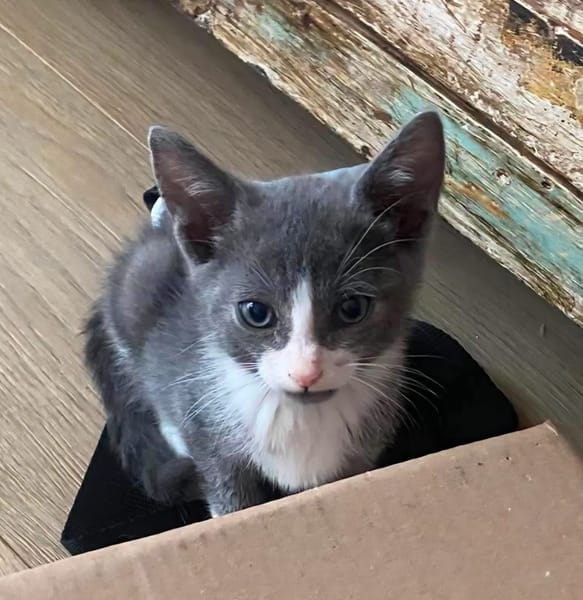DUMBO À ADOPTER AVEC UN CHAT DÉJÀ PRÉSENT CHEZ VOUS