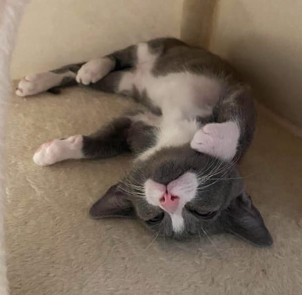 DUMBO À ADOPTER AVEC UN CHAT DÉJÀ PRÉSENT CHEZ VOUS