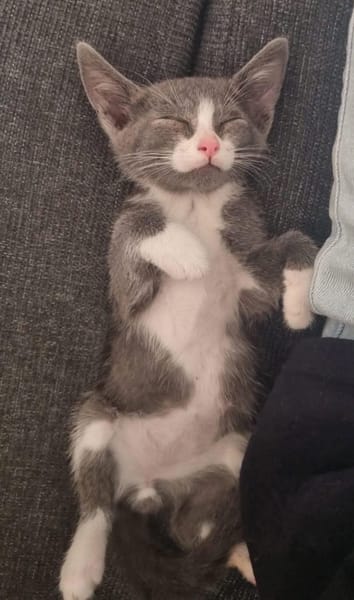 DUMBO À ADOPTER AVEC UN CHAT DÉJÀ PRÉSENT CHEZ VOUS