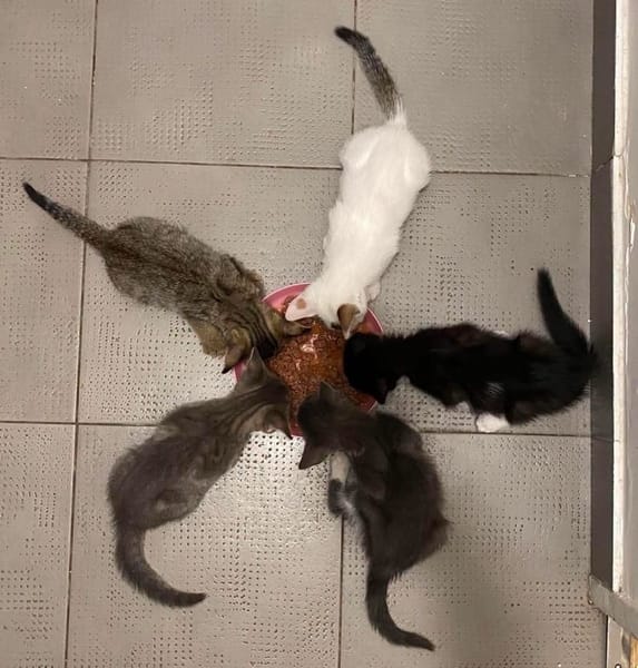 DUMBO À ADOPTER AVEC UN CHAT DÉJÀ PRÉSENT CHEZ VOUS