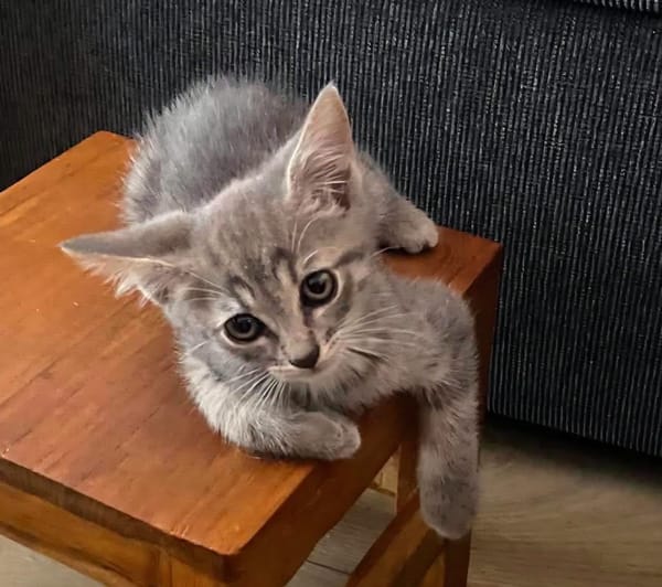 GALANGA À ADOPTER AVEC UN CHAT DÉJÀ PRÉSENT CHEZ VOUS