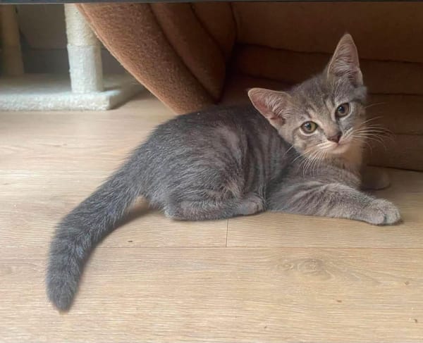 GALANGA À ADOPTER AVEC UN CHAT DÉJÀ PRÉSENT CHEZ VOUS