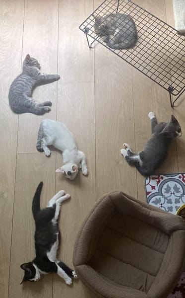 GALANGA À ADOPTER AVEC UN CHAT DÉJÀ PRÉSENT CHEZ VOUS