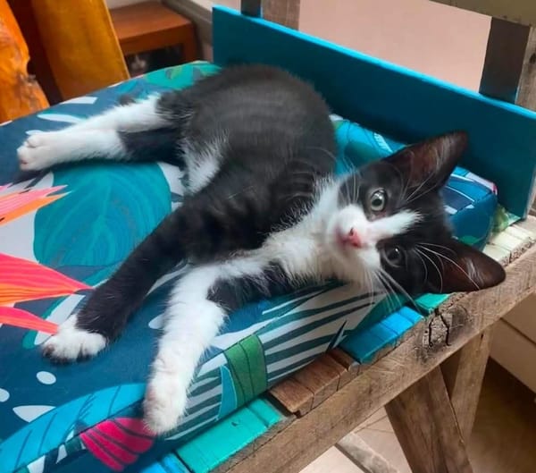 YONDUA À ADOPTER AVEC UN CHAT DÉJÀ PRÉSENT CHEZ VOUS