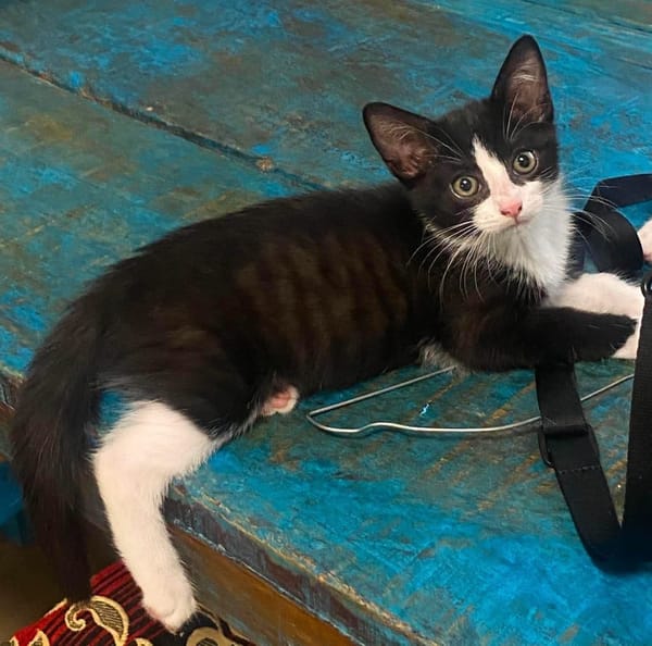 YONDUA À ADOPTER AVEC UN CHAT DÉJÀ PRÉSENT CHEZ VOUS