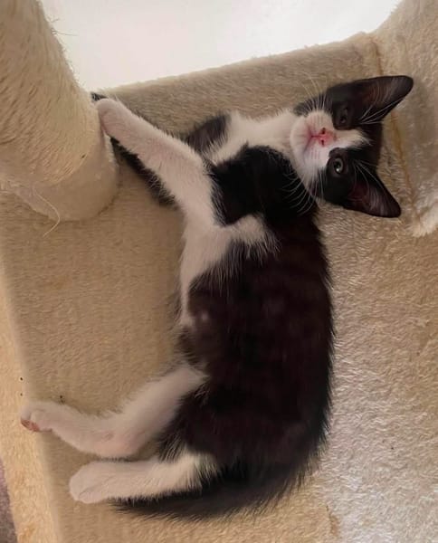 YONDUA À ADOPTER AVEC UN CHAT DÉJÀ PRÉSENT CHEZ VOUS