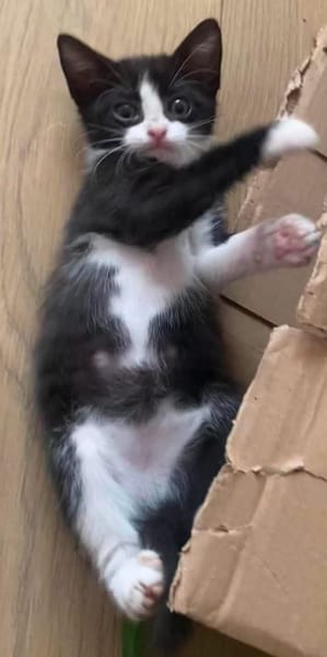 YONDUA À ADOPTER AVEC UN CHAT DÉJÀ PRÉSENT CHEZ VOUS