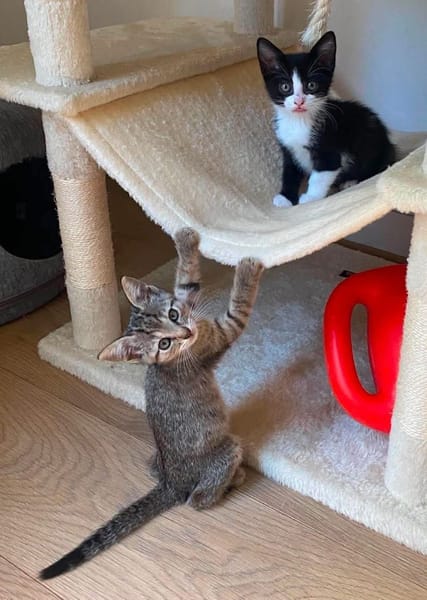 YONDUA À ADOPTER AVEC UN CHAT DÉJÀ PRÉSENT CHEZ VOUS