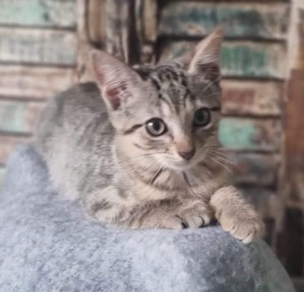 GOHANNA À ADOPTER AVEC UN CHAT DÉJÀ PRÉSENT CHEZ VOUS