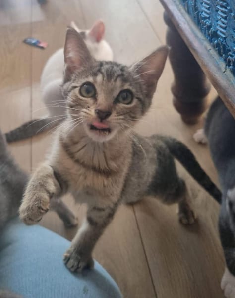 GOHANNA À ADOPTER AVEC UN CHAT DÉJÀ PRÉSENT CHEZ VOUS