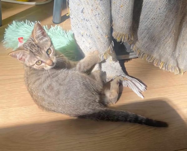 GOHANNA À ADOPTER AVEC UN CHAT DÉJÀ PRÉSENT CHEZ VOUS