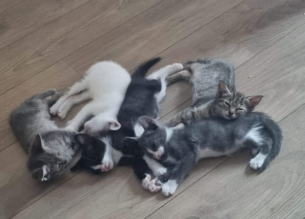 GOHANNA À ADOPTER AVEC UN CHAT DÉJÀ PRÉSENT CHEZ VOUS