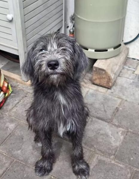 Schüchterne Marnie sucht ihr -Für-immer-Zuhause-