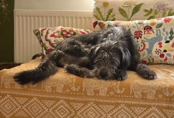 Schüchterne Marnie sucht ihr -Für-immer-Zuhause-