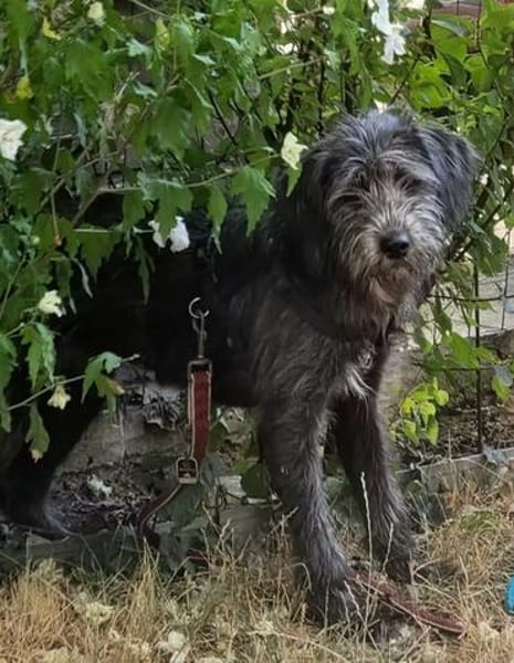 Schüchterne Marnie sucht ihr -Für-immer-Zuhause-
