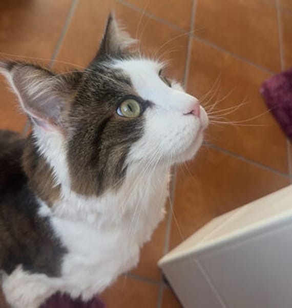 LUTZ + MR.JINGLES: gemeinsamer Neuanfang bei Maine Coon Fans