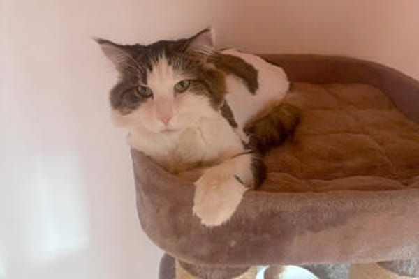 LUTZ + MR.JINGLES: gemeinsamer Neuanfang bei Maine Coon Fans
