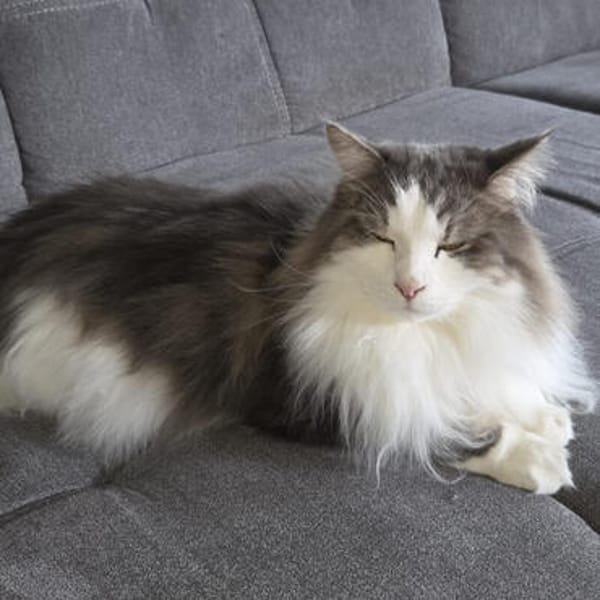 LUTZ + MR.JINGLES: gemeinsamer Neuanfang bei Maine Coon Fans