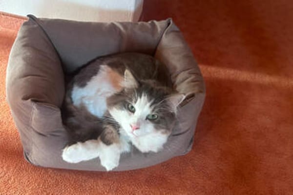 LUTZ + MR.JINGLES: gemeinsamer Neuanfang bei Maine Coon Fans