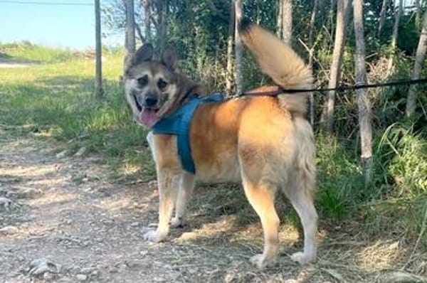 GINO - Pflegeplatz gesucht, Einzelplatz!