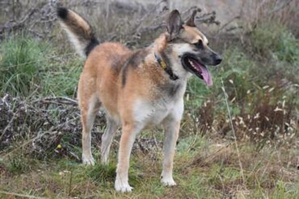 GINO - Pflegeplatz gesucht, Einzelplatz!