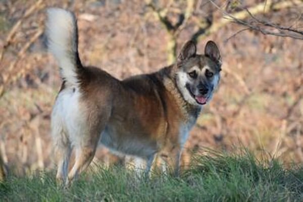 GINO - Pflegeplatz gesucht, Einzelplatz!