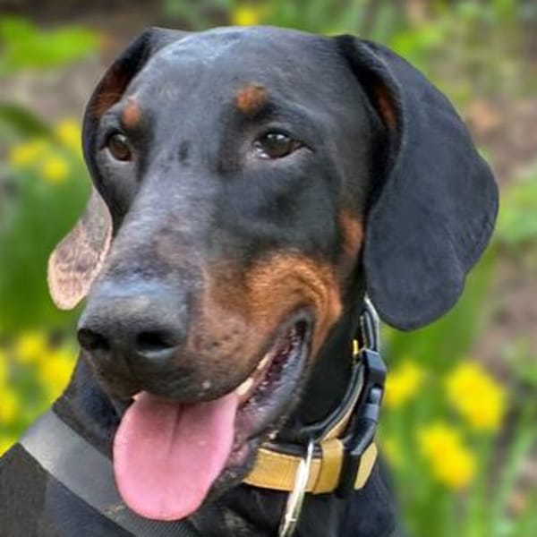 TULIO, unser bildhübscher Doberbube