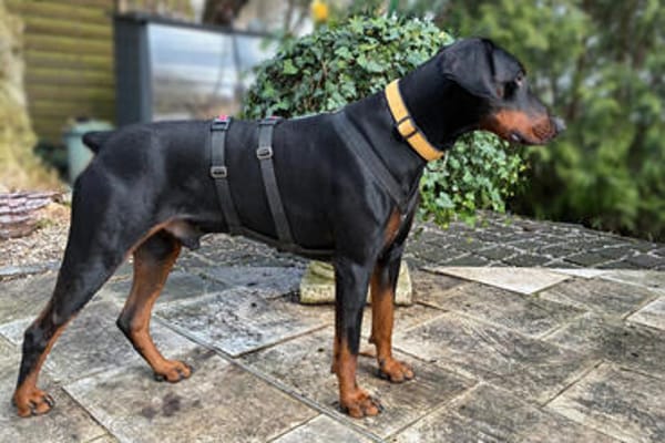 TULIO, unser bildhübscher Doberbube