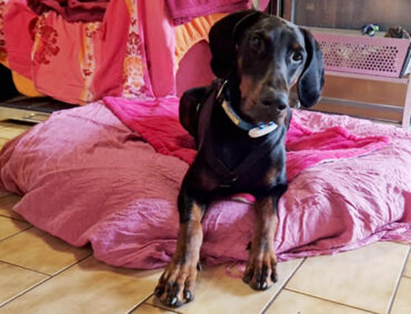 TULIO, unser bildhübscher Doberbube