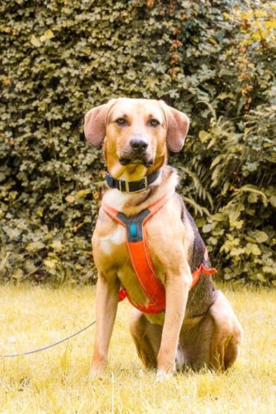 Freddi - ein richtig toller Hundekumpel