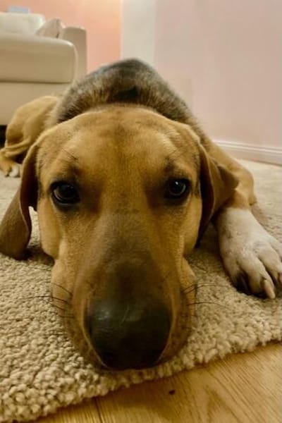 Freddi - ein richtig toller Hundekumpel