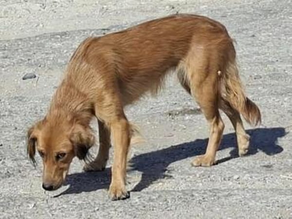 sanfte, liebe Lassie, ca. 46 cm hoch