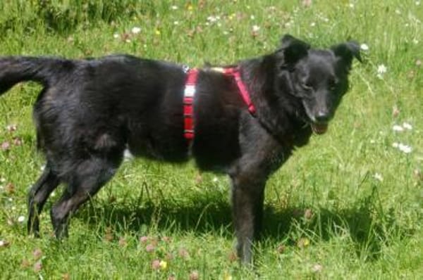 SAMMY DELUXE hofft auf dauerhaftes Heim