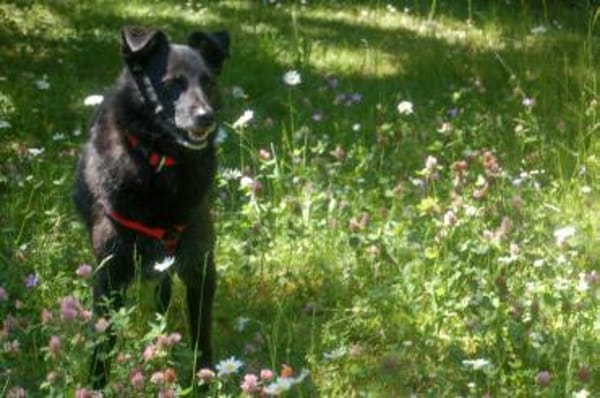 SAMMY DELUXE hofft auf dauerhaftes Heim