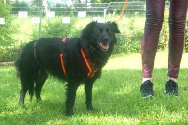 MISS PUMA sucht ruhiges Zuhause