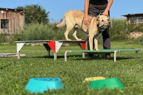 Lucky- Klarer Typ , sucht klare Menschen