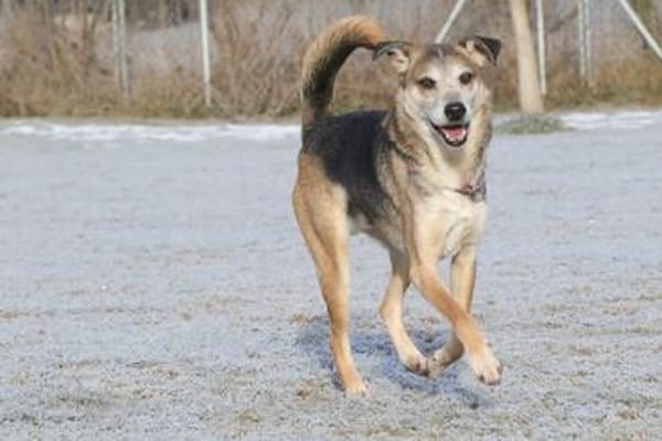Rudi sucht Partner fürs Leben
