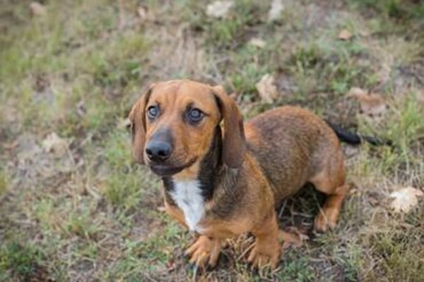 Super freundlicher Dackelmix Bub Hubert