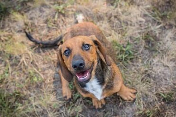 Super freundlicher Dackelmix Bub Hubert