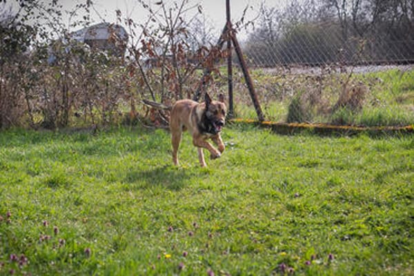 JASPER  Ein lieber Malinois-Mix