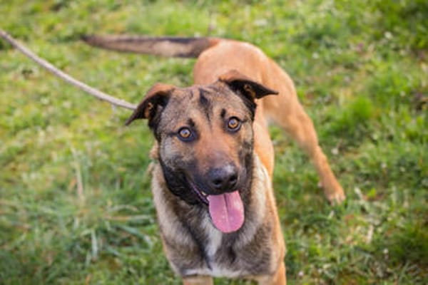 JASPER  Ein lieber Malinois-Mix