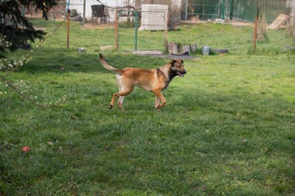 JASPER  Ein lieber Malinois-Mix