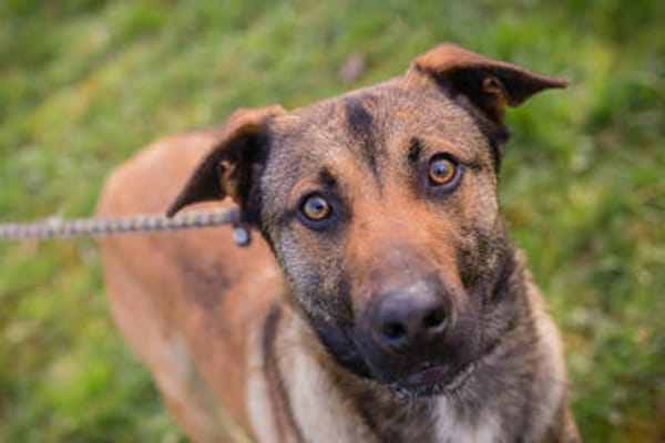 JASPER  Ein lieber Malinois-Mix